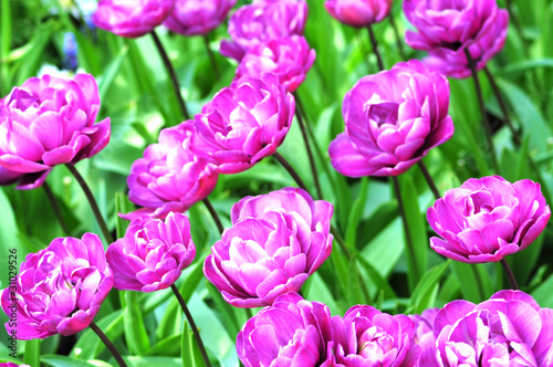 Photo: Tulpen Tulpen