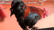 Colorful Rooster