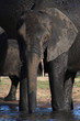 Eléphant