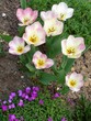 tulipes