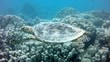 Sea turtle on the coral reef