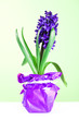 hyacinth blossom hyacinth blossom