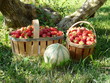 fruits de saison
