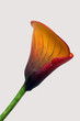 arum