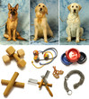 Cani con articoli -        31039319