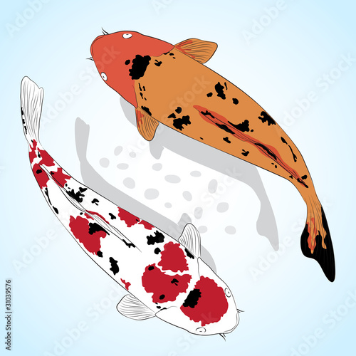 Koi Fish Vector greeting card