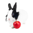 Foto: rabbit with red apple isolated rabbit with red apple isolated