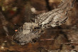 American Alligator - Okefenokee Swamp, Georgia