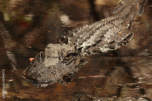 Photo: American Alligator - Okefenokee Swamp, Georgia American Alligator - Okefenokee Swamp, Georgia