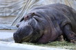 カバ (東京・上野動物園)
