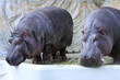 カバ (東京・上野動物園)
