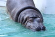 カバ (東京・上野動物園)
