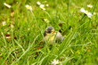 Baby blue tit, chick