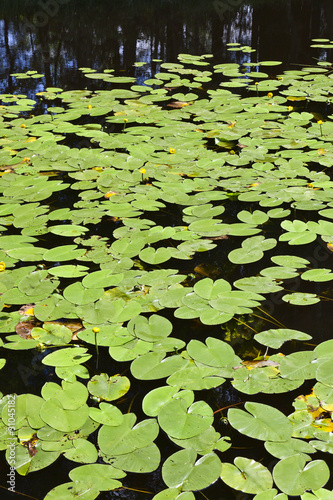Photo: River with water lily River with water lily