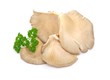 Zuchtpilz