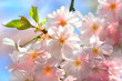 Foto: Frühlingszeit im Garten Frühlingszeit im Garten