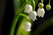 muguet_1 muguet_1