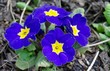 Photo: Purple pansies Purple pansies