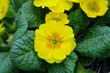 Photo: Yellow pansies Yellow pansies