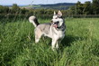 Balou der Husky