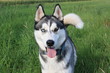 Husky