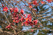 red flowers