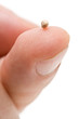 Mustard seed - symbol of faith
