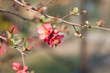 red flowers
