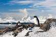 Two penguins dreaming