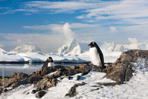 사진:Two penguins dreaming Two penguins dreaming