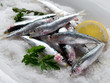 group of fresh sardines over salt group of fresh sardines over salt