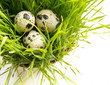 quail eggs on the grass