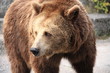 Closeup shot of a brown bear.