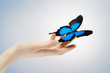 butterfly