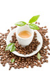 Caffè con foglie verdi su sfondo bianco Caffè con foglie verdi su sfondo bianco