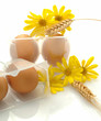 Bio eggs
