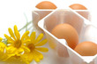 Bio eggs- Uova biologiche