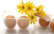 Bio eggs - Uova biologiche