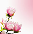 Spring Blossoms of a Magnolia tree