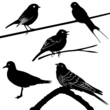 Vektor: Vögel, Zugvögel Vögel, Zugvögel