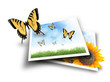 Butterfly Flying out of Nature Photograph Pictures Butterfly Flying out of Nature Photograph Pictures