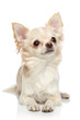 Long coat chihuahua on a white background Long coat chihuahua on a white background