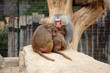 Baboons Feeling Cosy