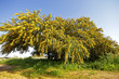 Images : Blossoming mimosa tree in Portugal in springtime