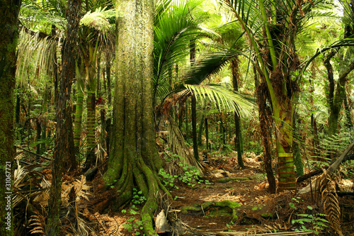 Photo: Jungle Jungle