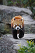 レッサーパンダ