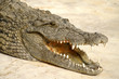 Photo: gefährlicher Alligator gefährlicher Alligator