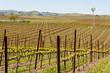 Napa Valley California Vineyard with Windmill