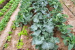 verduras y hortalizas verduras y hortalizas