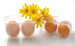 Bio eggs - Uova biologiche